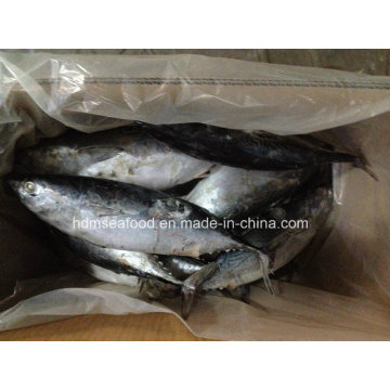 Big Size New Catching Bonito Fish for Market